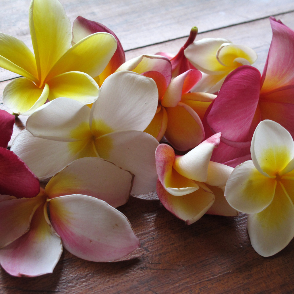 Красивые крупные цветы плюмерия