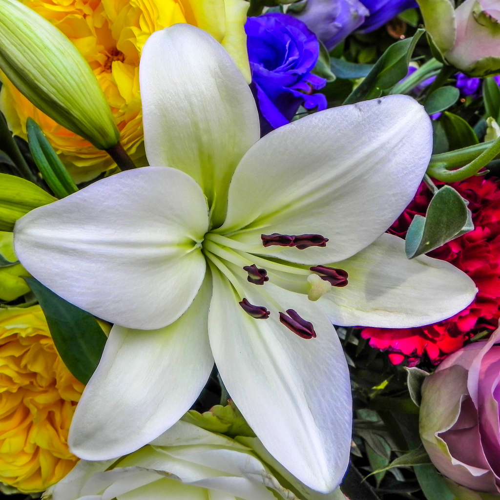 Красивая крупная белая лилия в букете крупным планом 