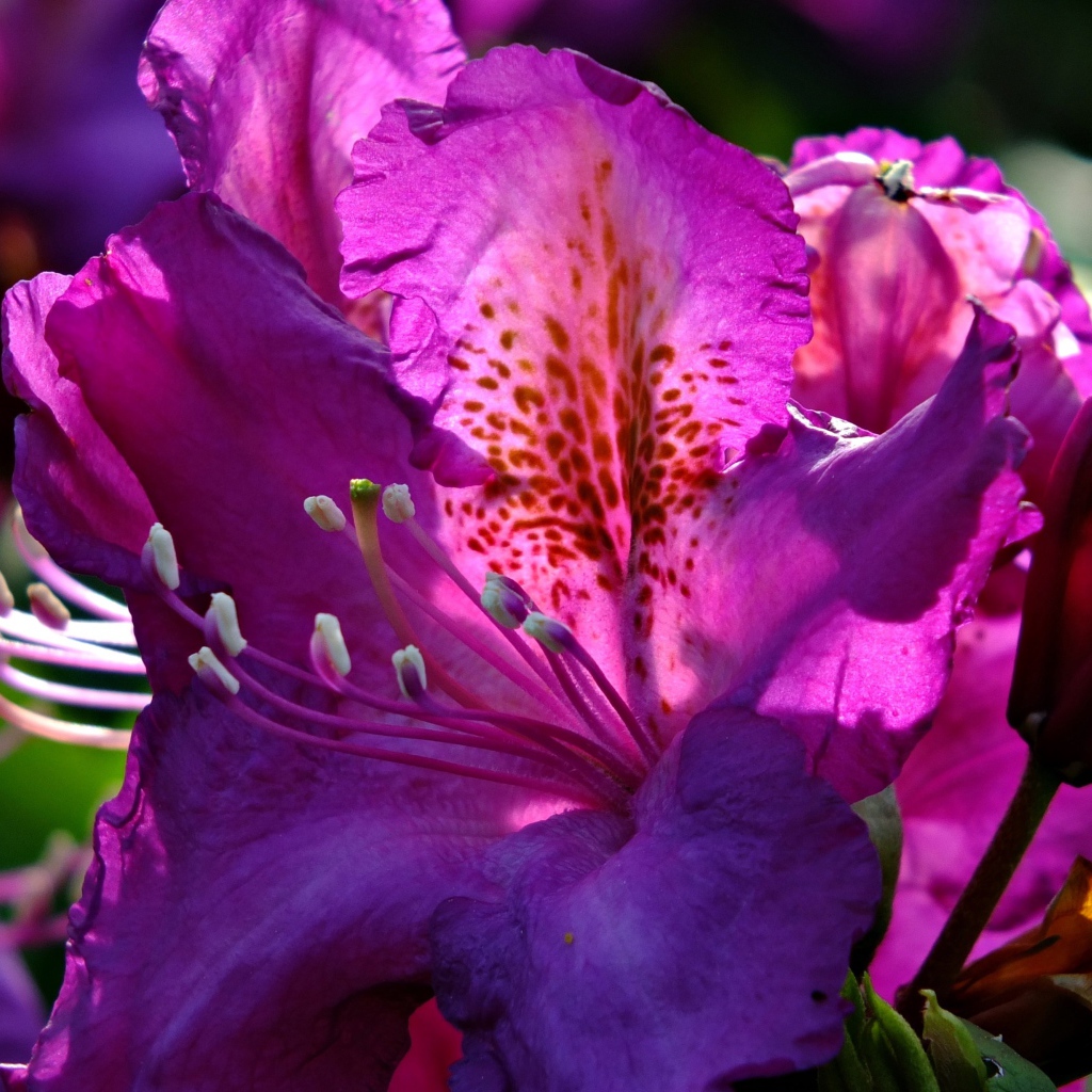 Красивый сиреневый цветок азалия крупным планом