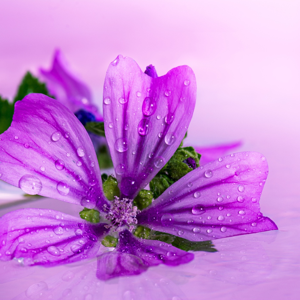 Красивый сиреневый цветок в каплях воды