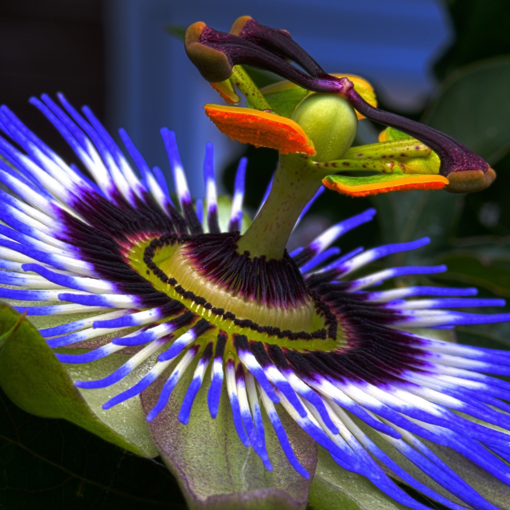 Красивый сиреневый цветок Пассифлора крупным планом