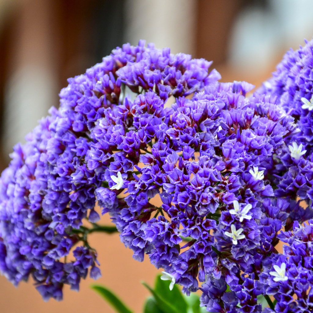 Красивые сиреневые цветы крупным планом