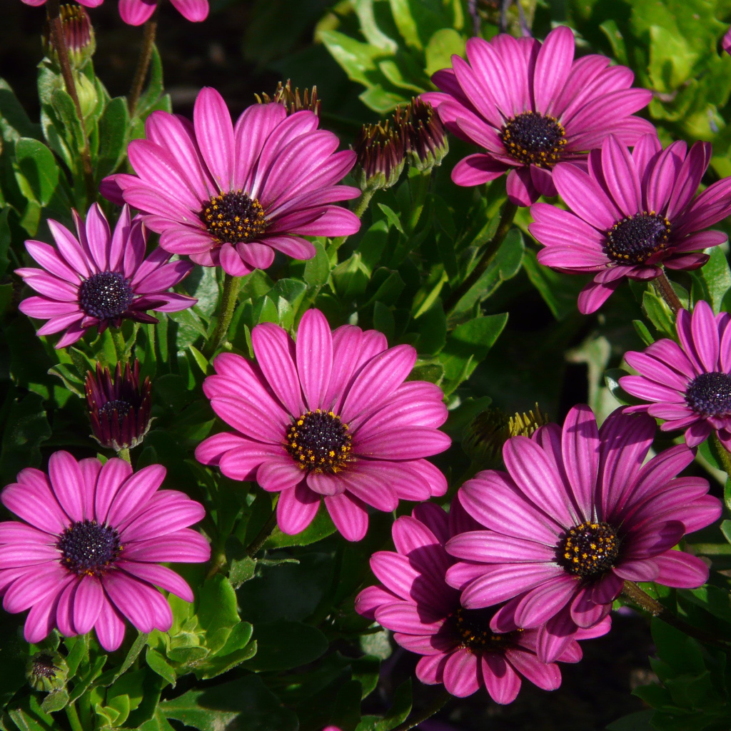 Красивые сиреневые цветы цинерария 