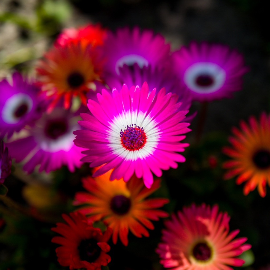 Красивые разноцветные цветы крупным планом 