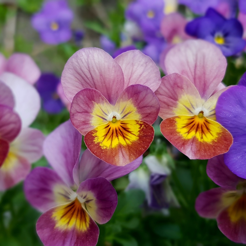 Красивые разноцветные цветы анютины глазки