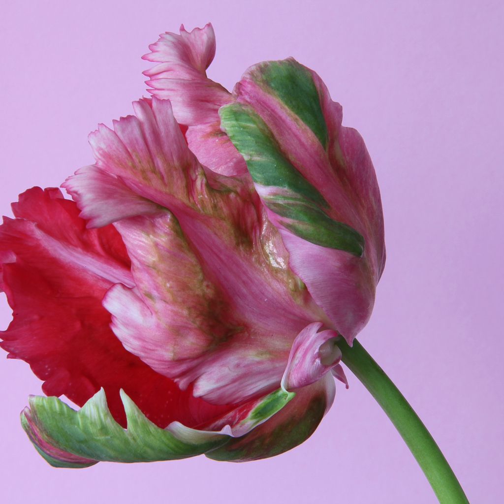 Красивый разноцветный тюльпан на розовом фоне крупным планом