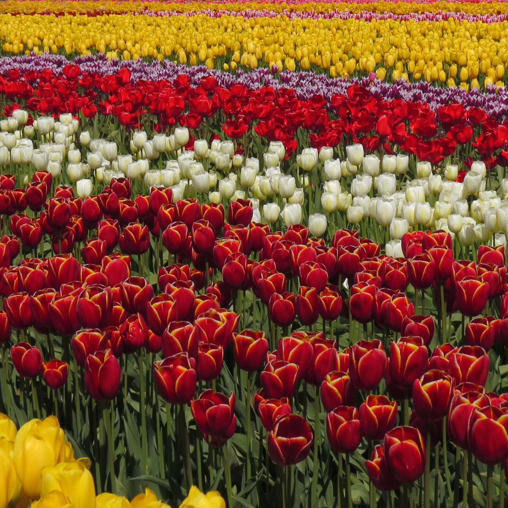 Красивые разноцветные тюльпаны рядами на поле