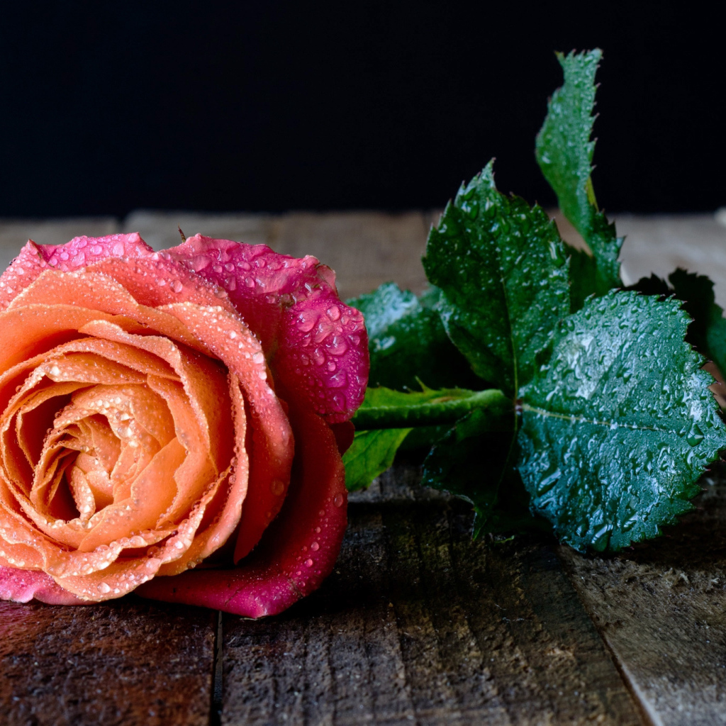 Красивый разноцветный цветок розы в каплях росы на столе