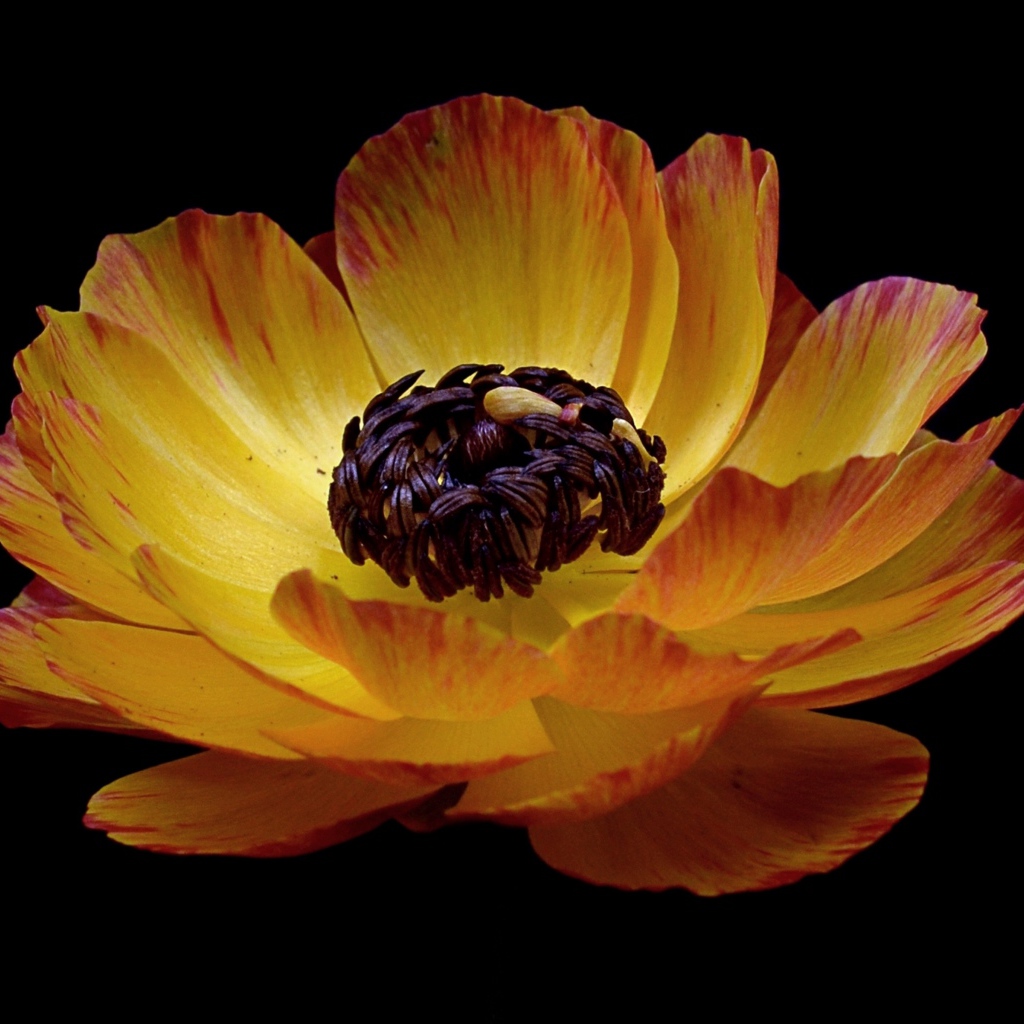 Красивый оранжевый лютик на черном фоне