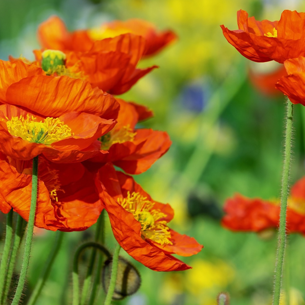 Красивые оранжевые декоративные цветы мака 