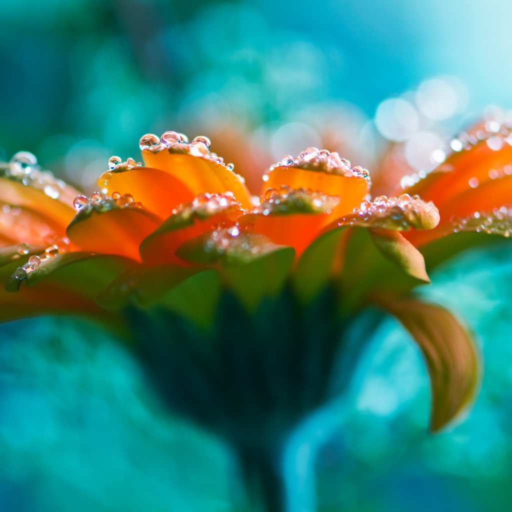 Красивый оранжевый цветок герберы с росой на лепестках