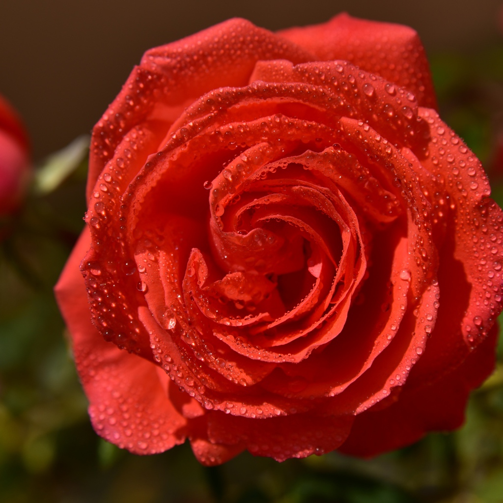 Красивая оранжевая роза в каплях утренней росы