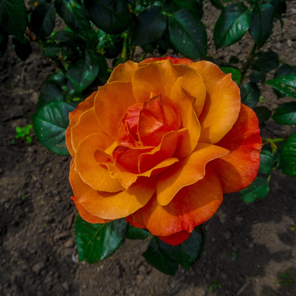 Красивая оранжевая роза на клумбе вид сверху