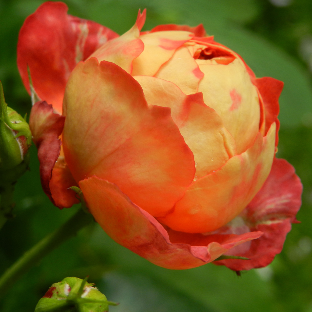 Красивая оранжевая роза с бутоном 