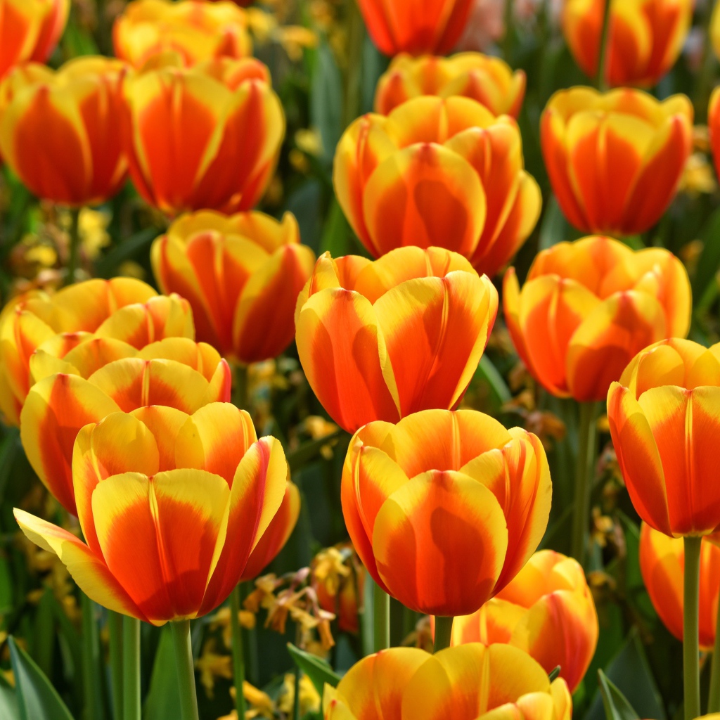 Красивые оранжевые тюльпаны крупным планом 