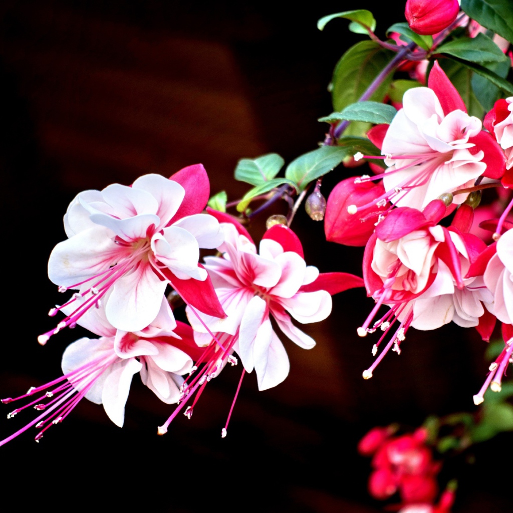 Красивые розово-белые цветы фуксия