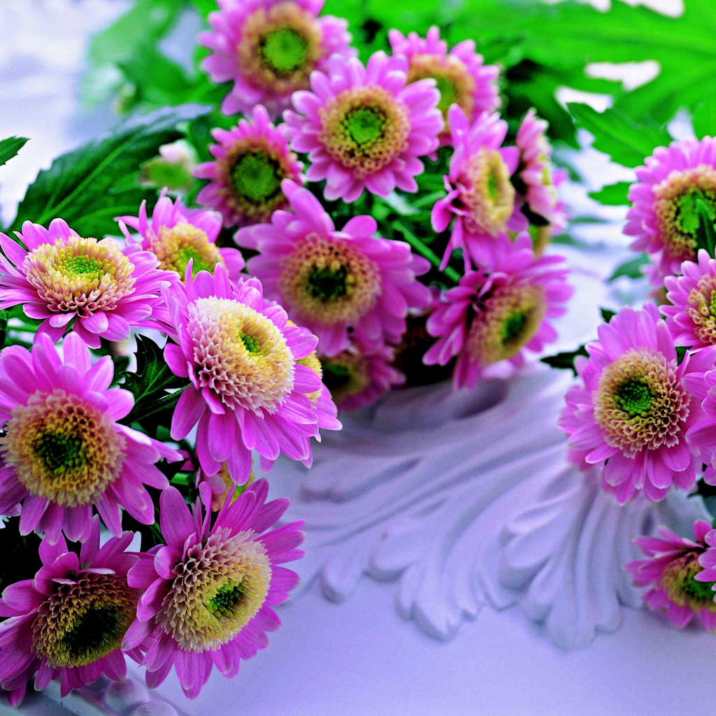 Красивые розовые хризантемы