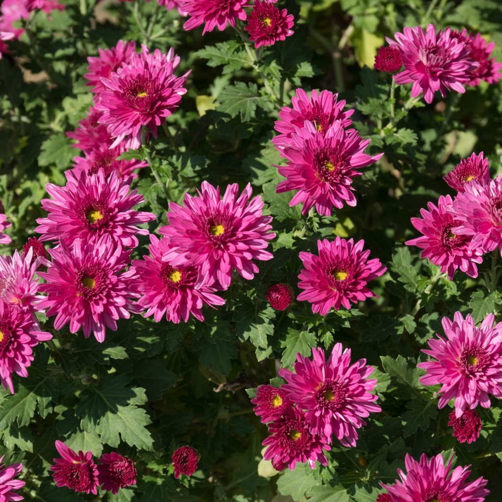 Красивые розовые хризантемы крупным планом