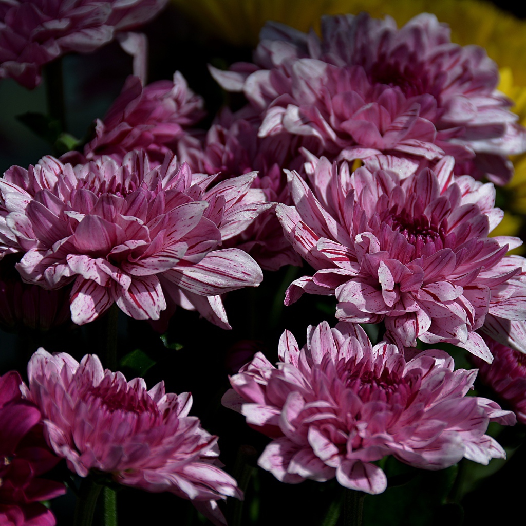 Красивые розовые цветы хризантемы