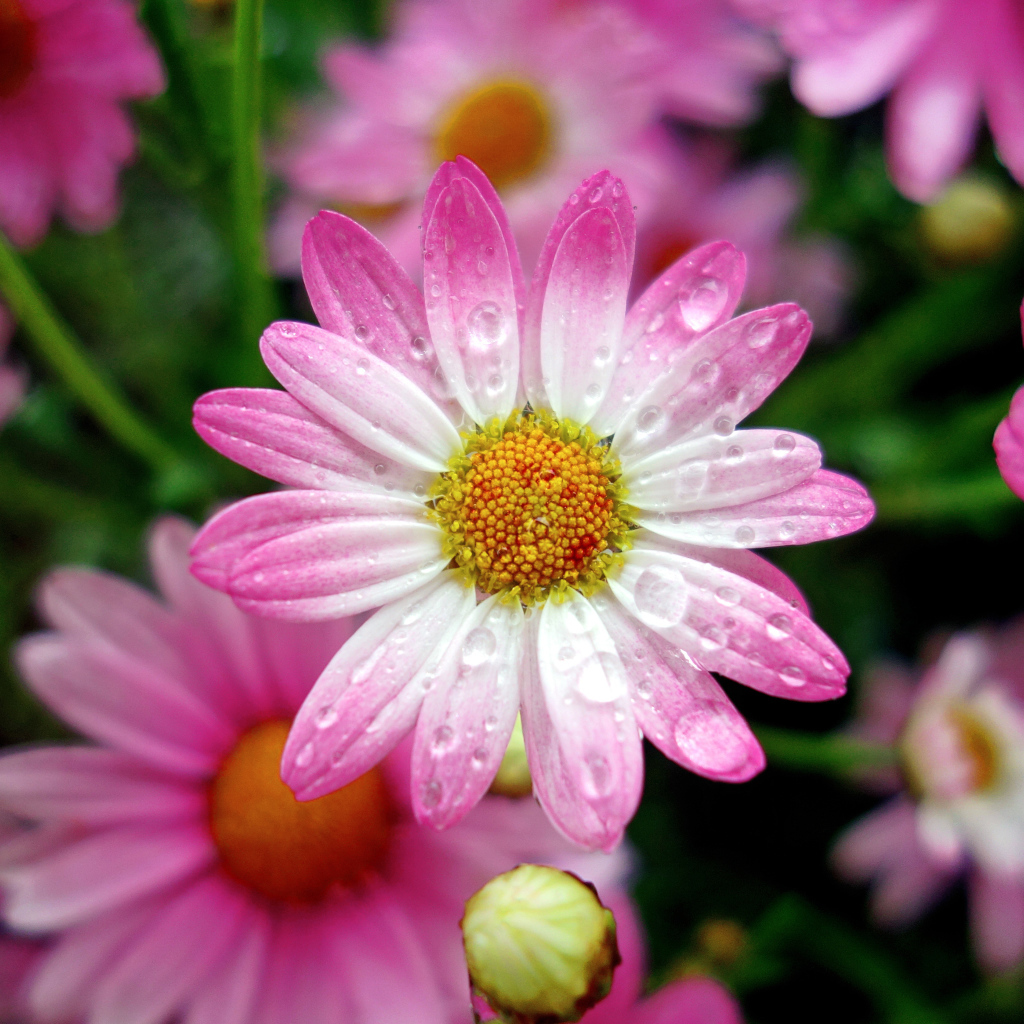 Красивая розовая ромашка в каплях росы крупным планом