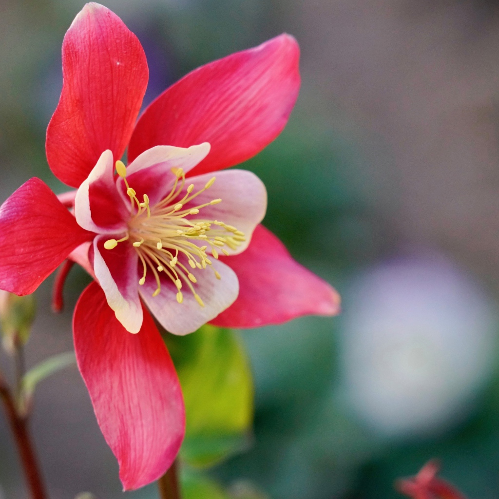 Красивый розовый цветок водосбор крупным планом