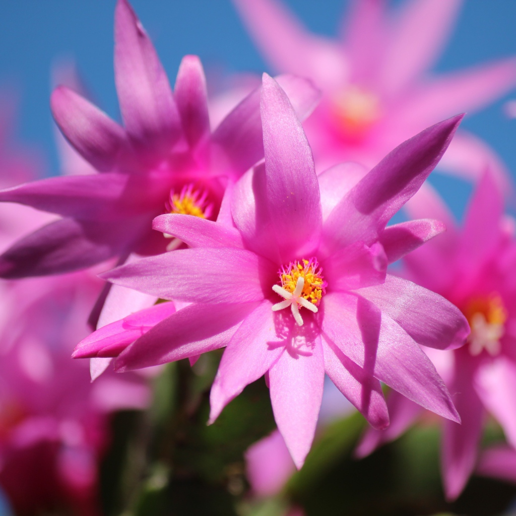 Красивые розовые цветы комнатного цветка декабрист