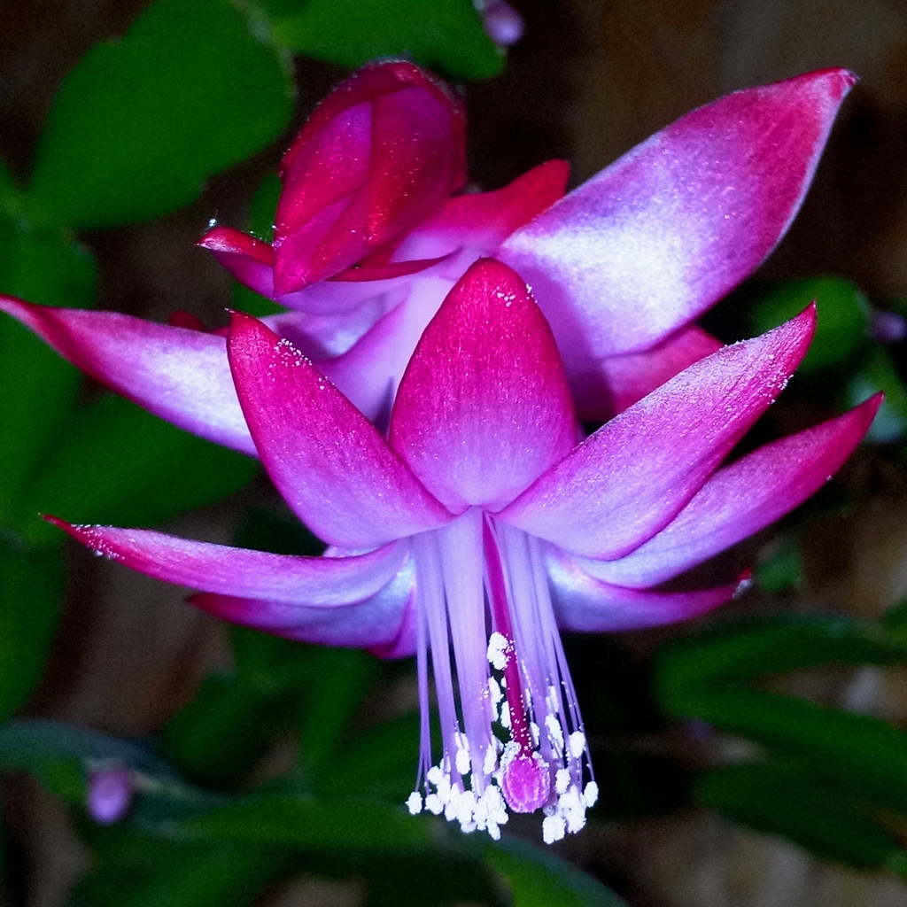 Красивый розовый комнатный цветок декабрист