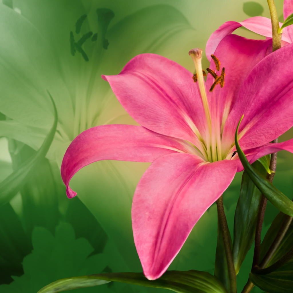 Красивая розовая лилия крупным планом