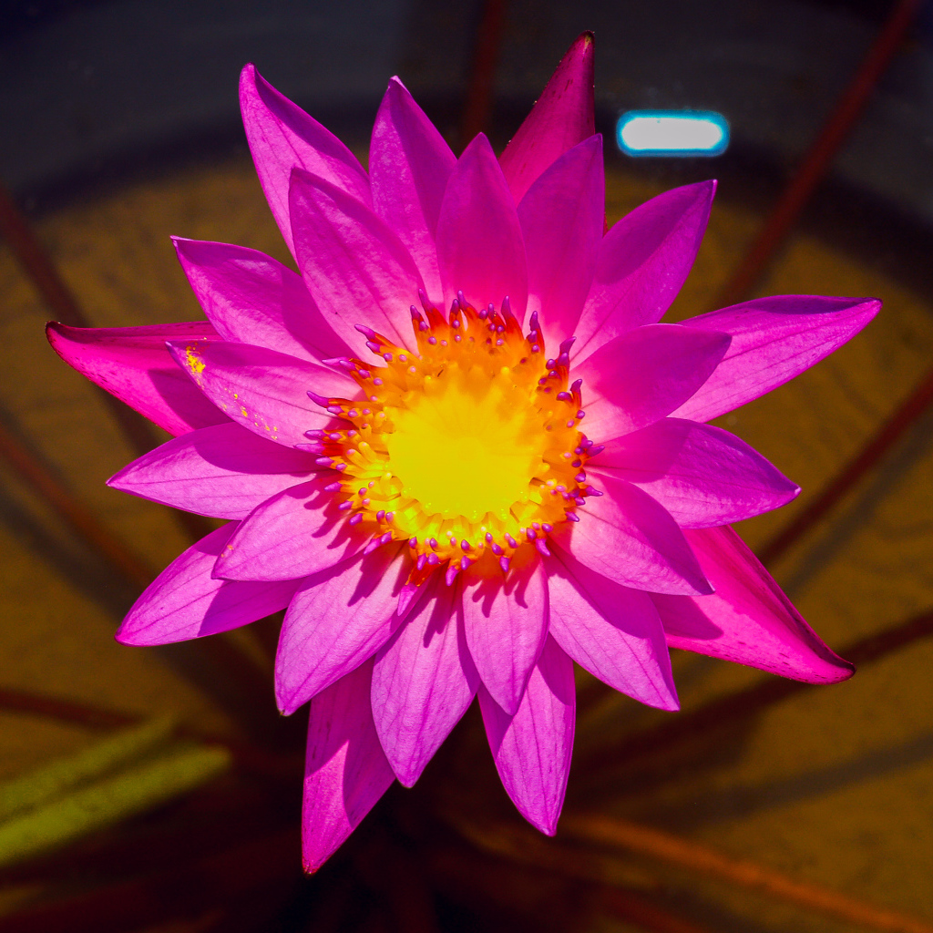 Красивый розовый цветок лотоса крупным планом