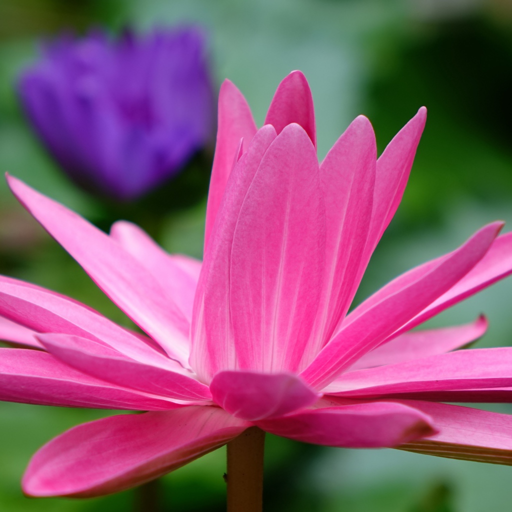 Красивый розовый цветок лотоса с лепестками 