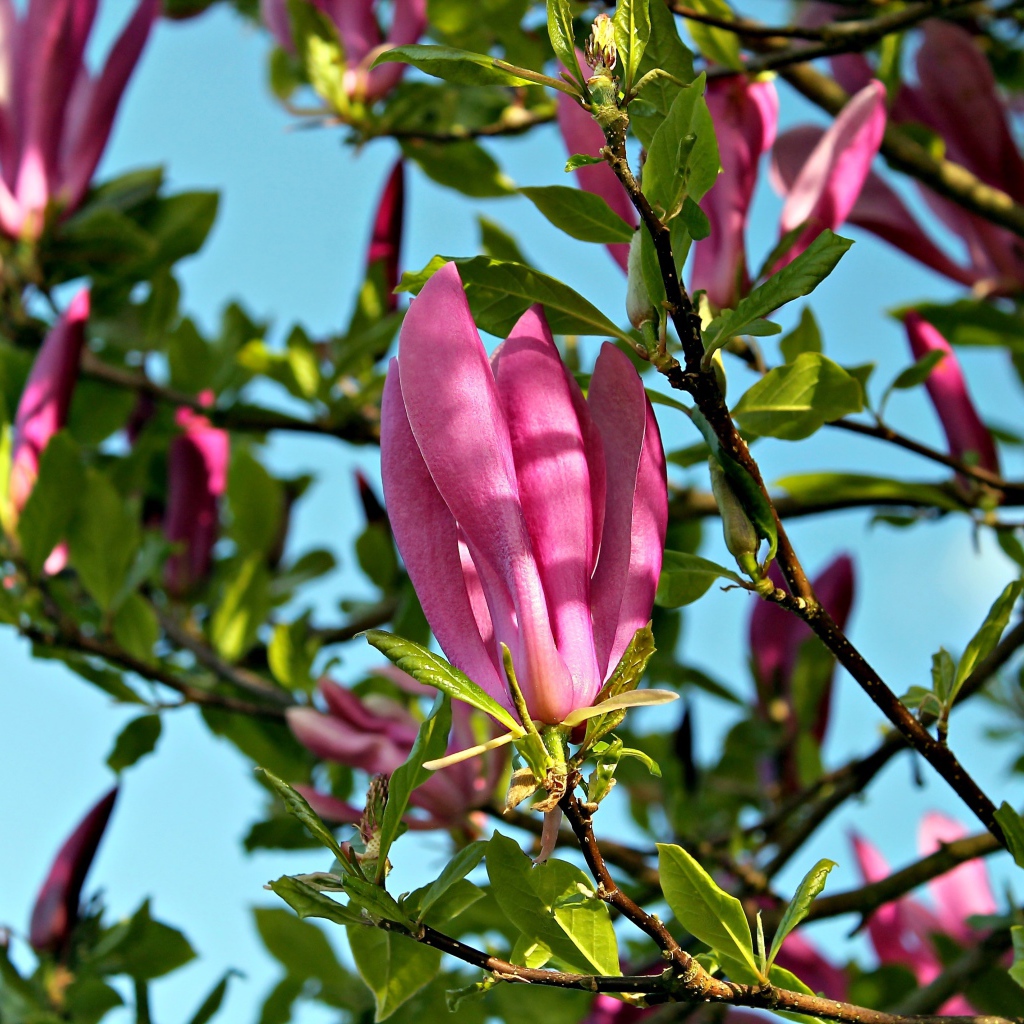 Красивые розовые цветы магнолии