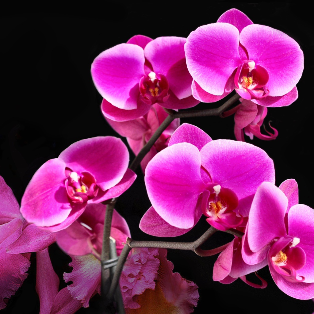 Красивые розовые цветы орхидеи на черном фоне