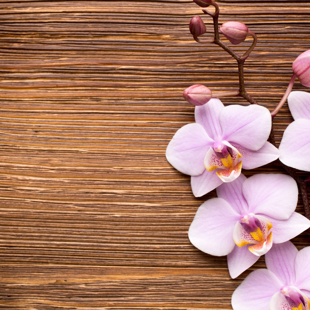Красивые розовые орхидеи на деревянном фоне
