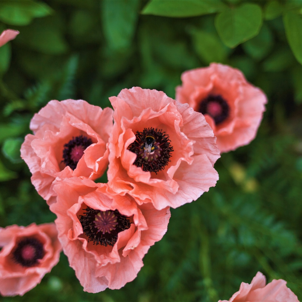 Красивые розовые маки на клумбе