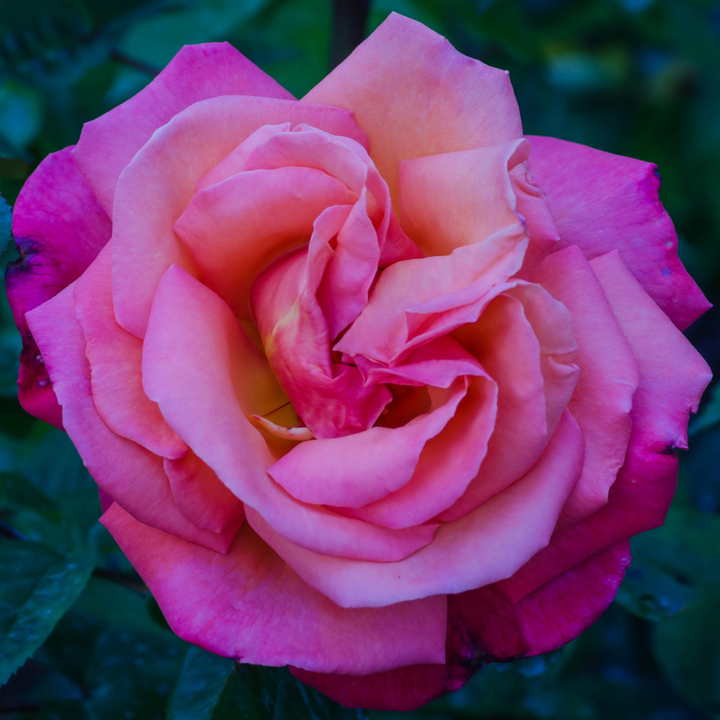 Розовая садовая красивая роза крупным планом