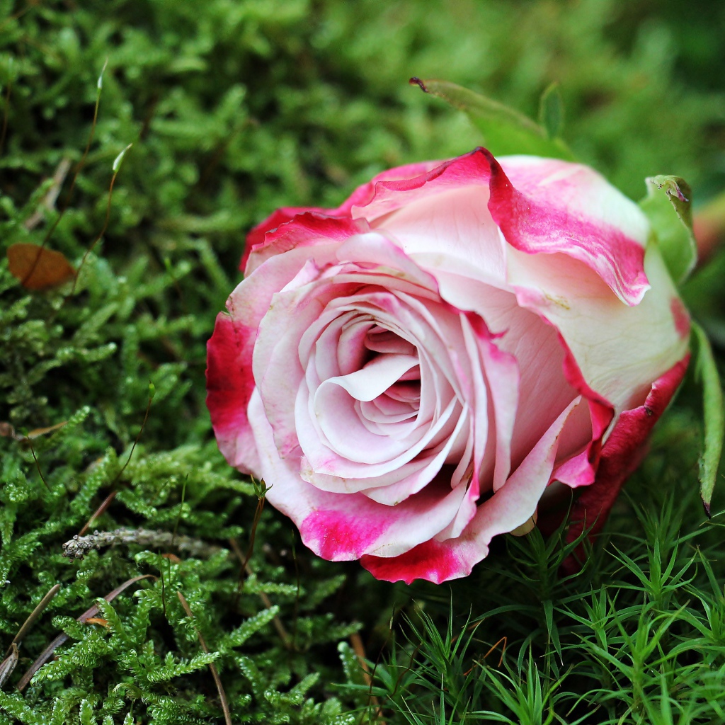 Красивая розовая роза лежит на зеленом мхе