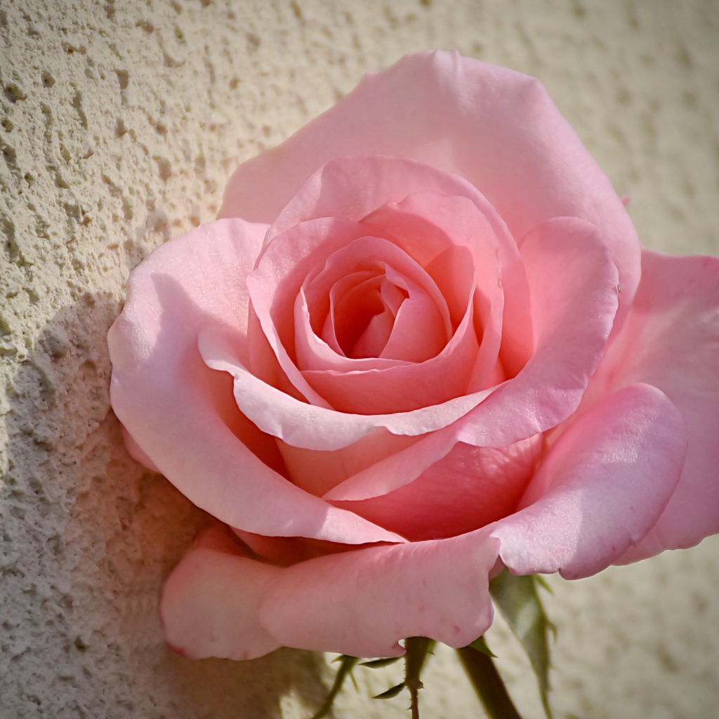 Красивая розовая роза стоит у стены 