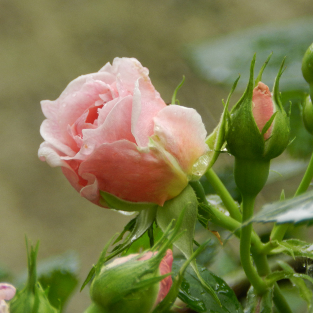 Красивая розовая роза с бутонами под дождем