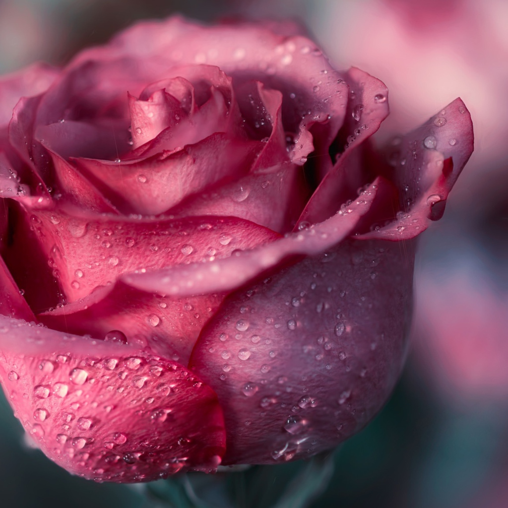 Красивая розовая роза с лепестками в росе