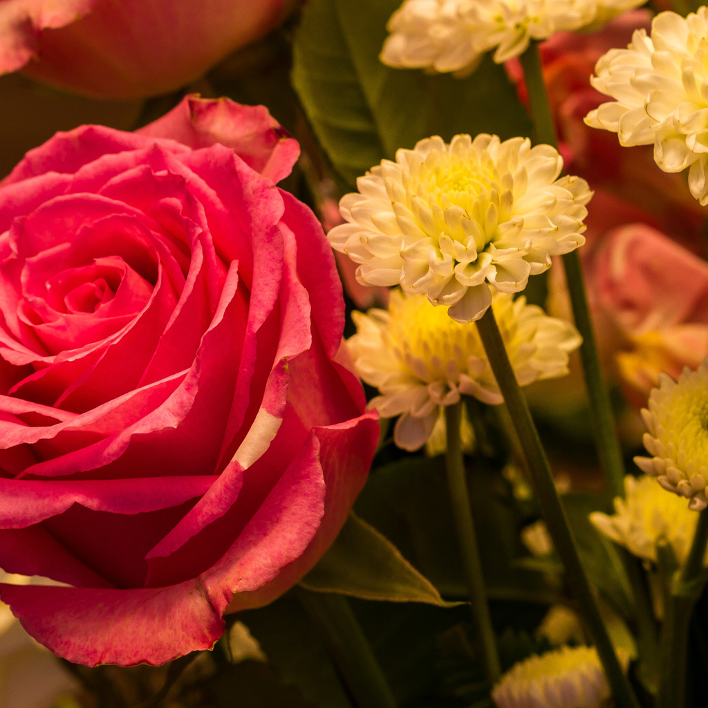 Красивая розовая роза с белыми хризантемами