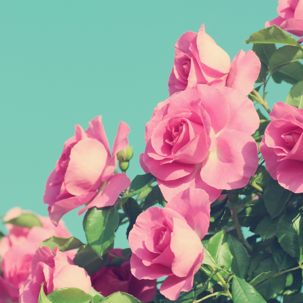 Красивые розовые розы на голубом фоне