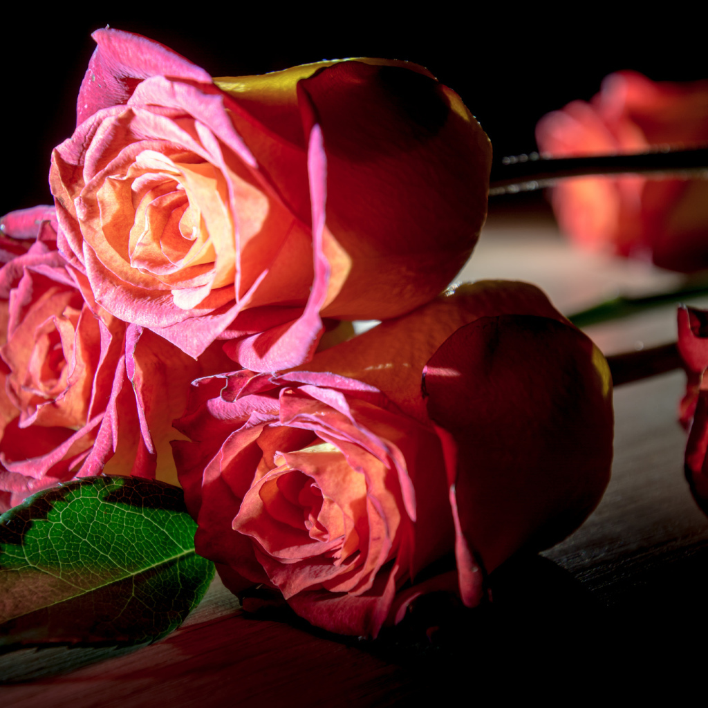 Красивые розовые розы на деревянном столе