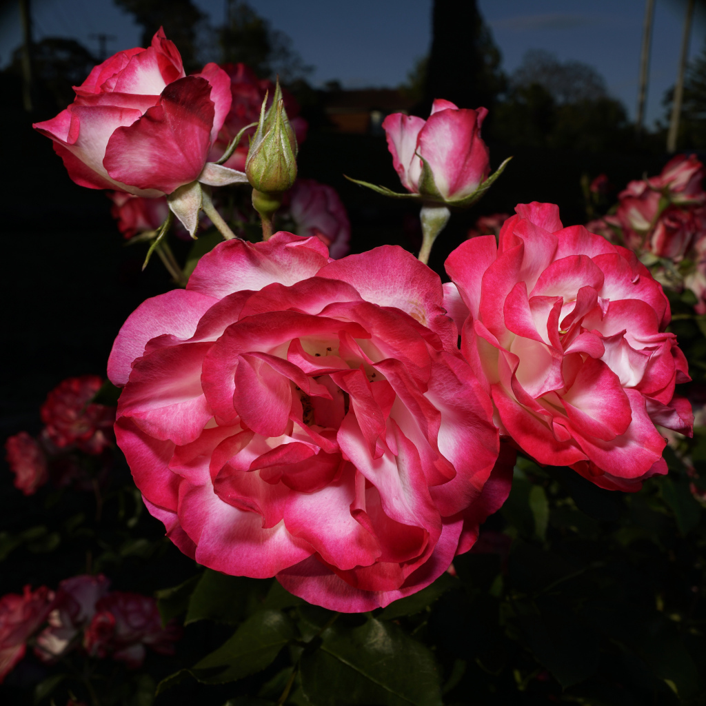 Красивые розовые розы с бутонами на клумбе 