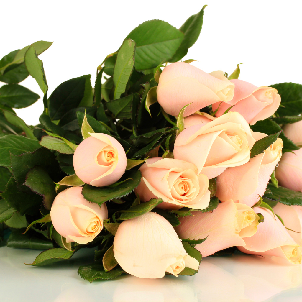 Красивые розовые розы с зелеными листьями на белом фоне