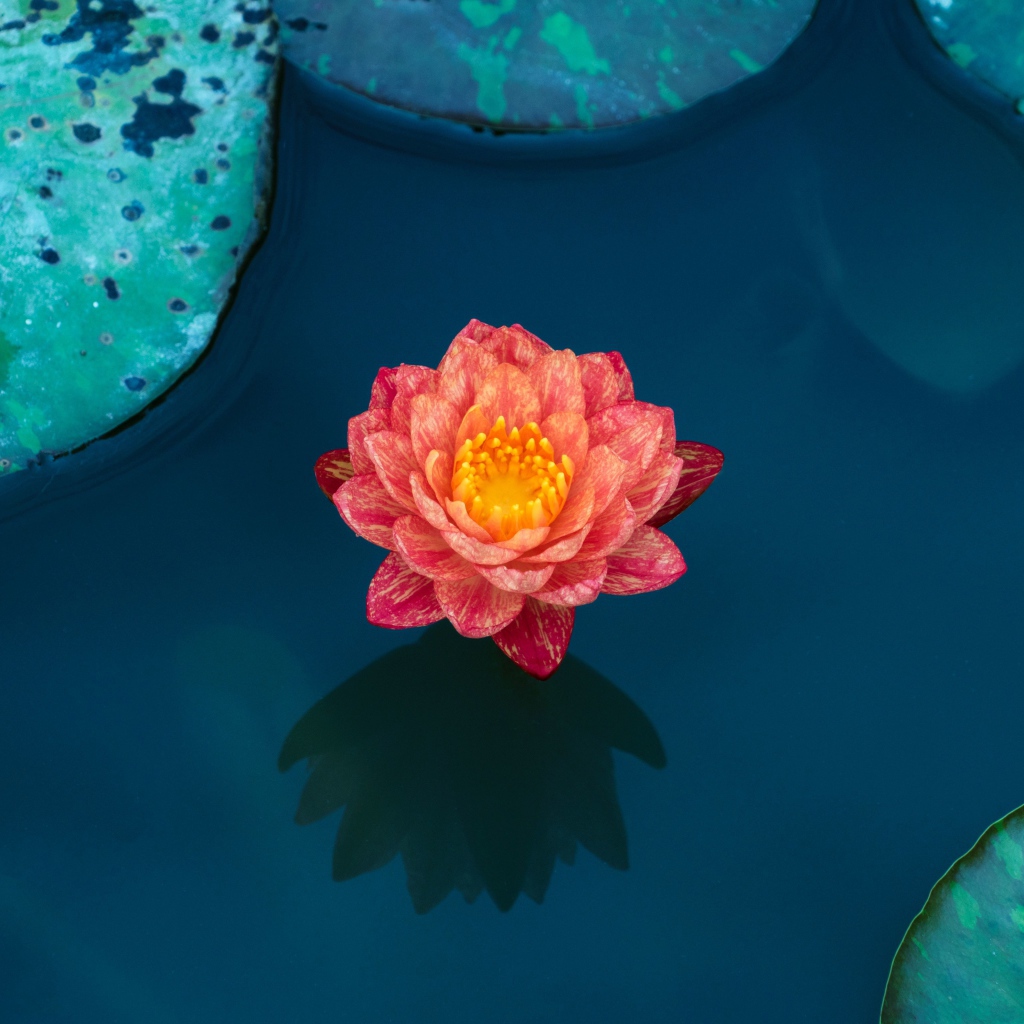 Красивый розовый цветок водяной лилии в воде