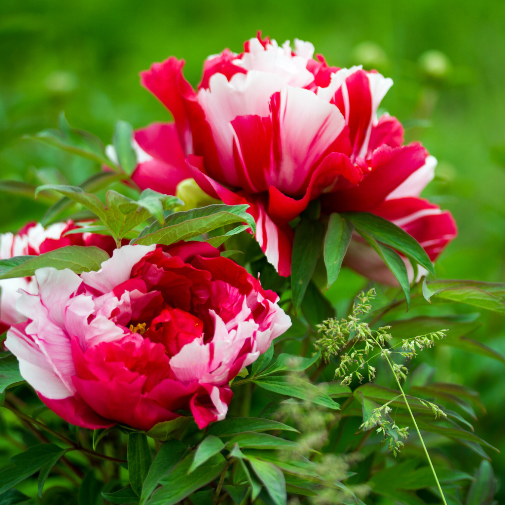 Красивые розовые с белым пионы 