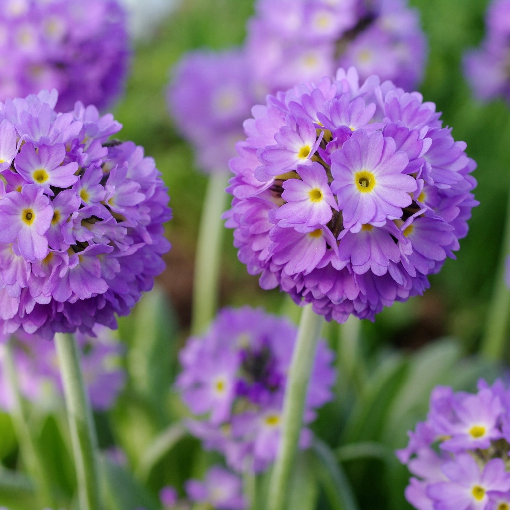 Красивые фиолетовые цветы первоцвет мелкозубчатый