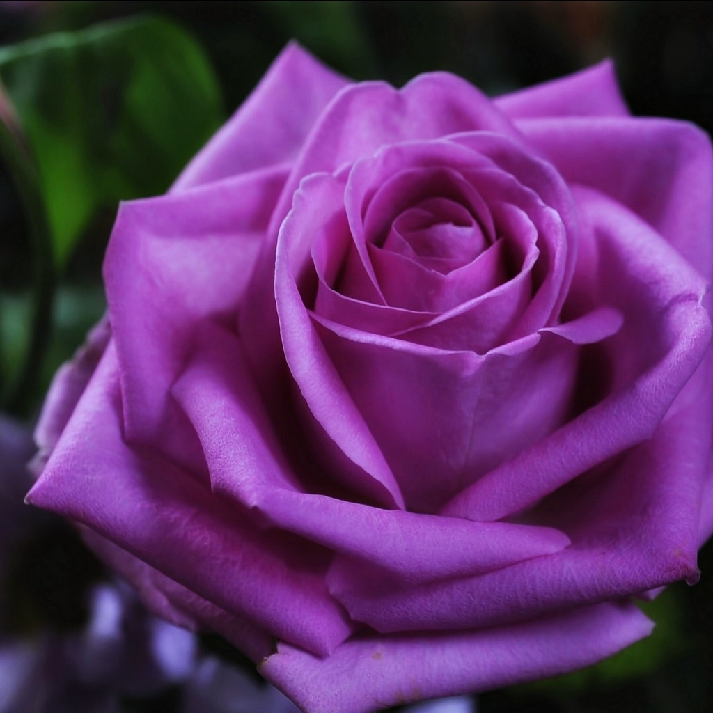 Красивая фиолетовая роза крупным планом