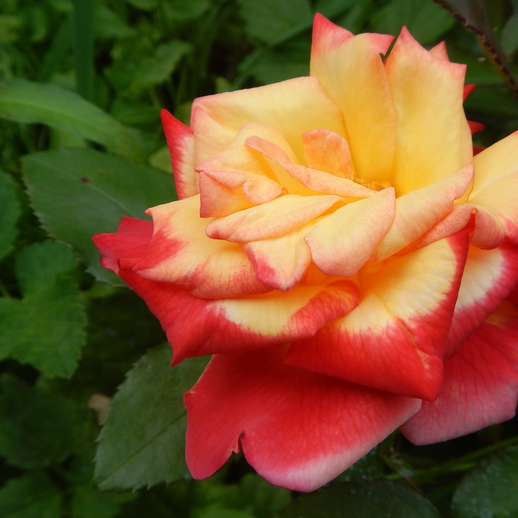 Красивая красно-желтая роза на клумбе крупным планом