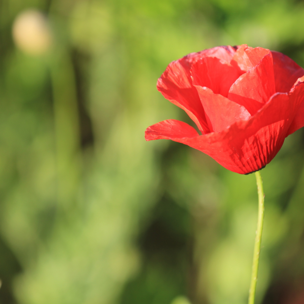 Красивый красный полевой мак крупным планом 